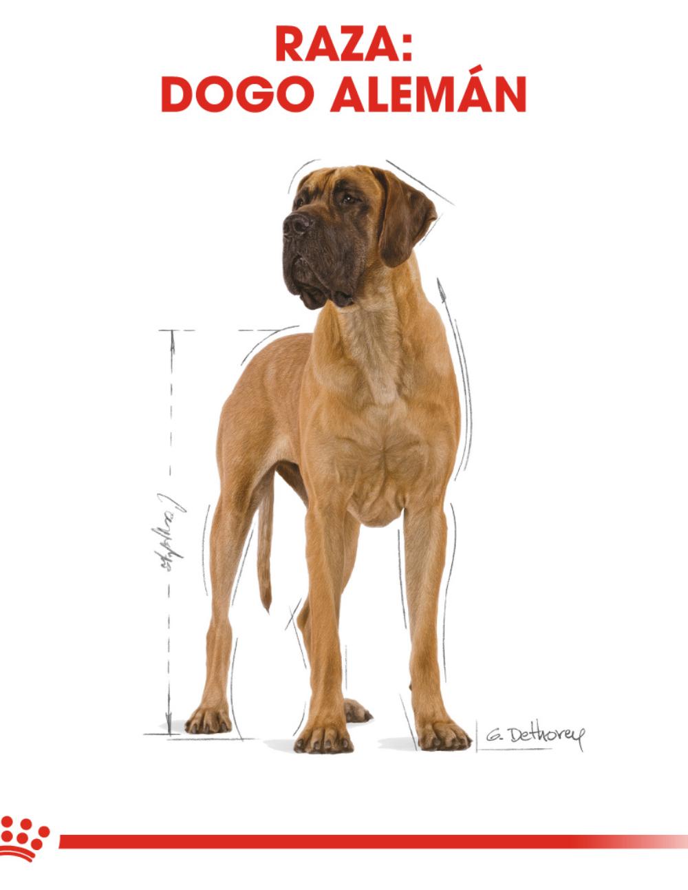 paratumascota.shop - Perros - Alimentacin - ROYAL CANIN DOGO ALEMAN (12KG) - Foto 4