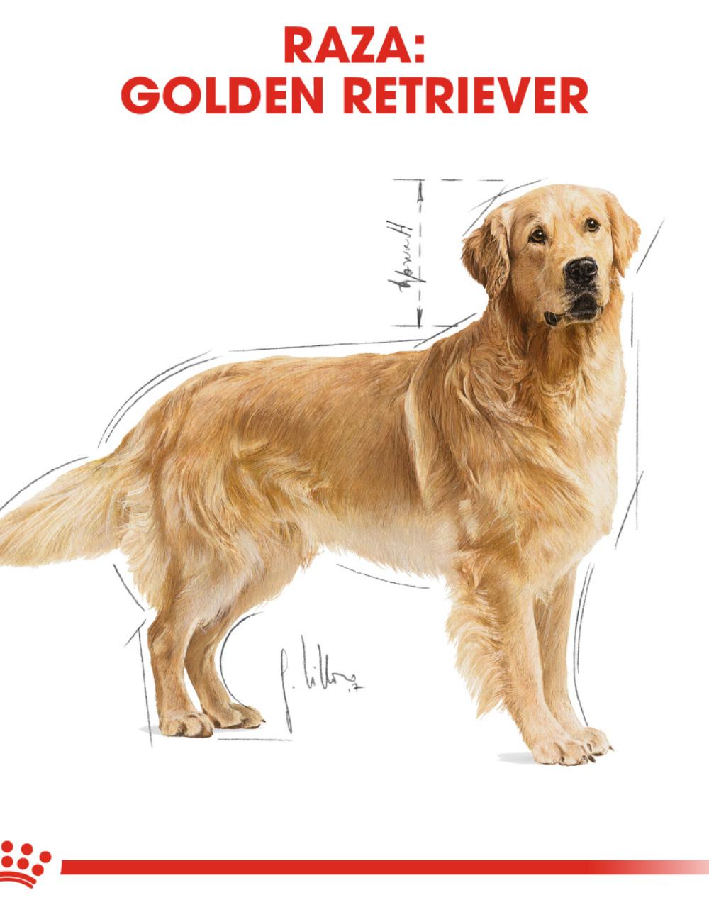 paratumascota.shop - Perros - Alimentacin - ROYAL CANIN GOLDEN RETRIEVER (12KG) - Foto 4