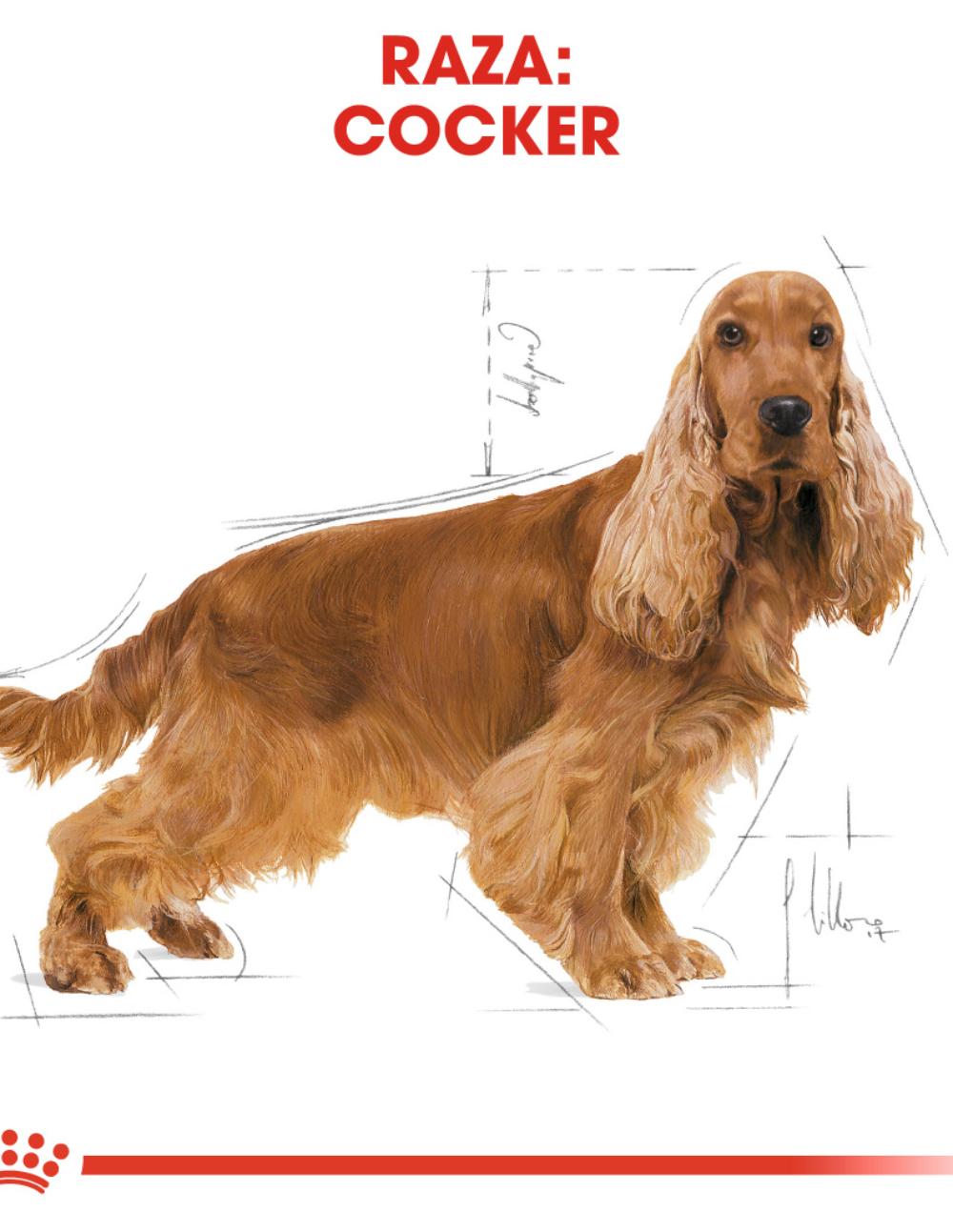 paratumascota.shop - Perros - Alimentacin - ROYAL CANIN COCKER - Foto 4