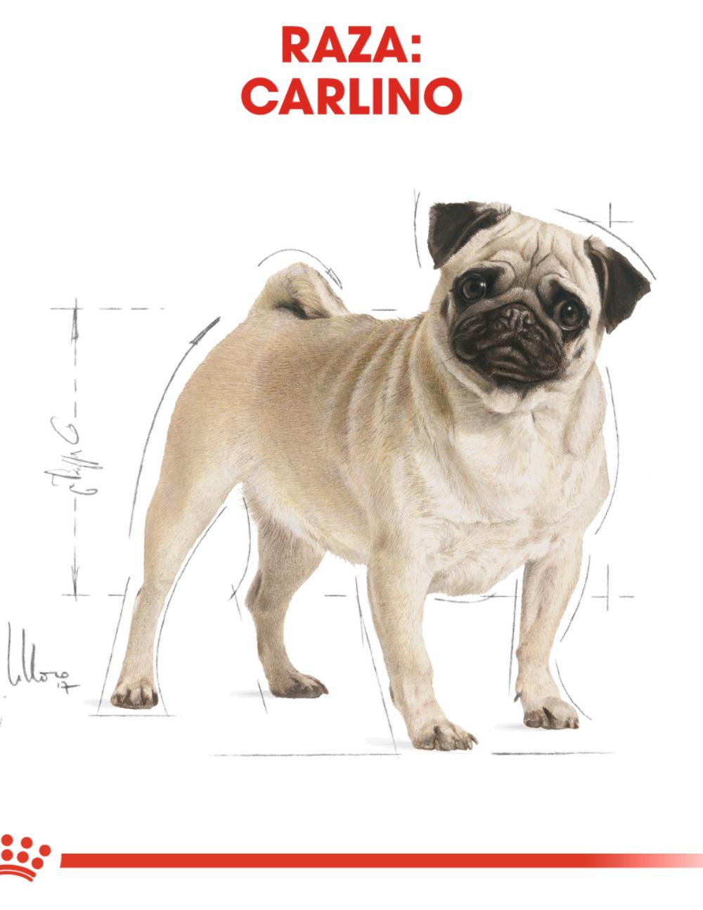 paratumascota.shop - Perros - Alimentacin - ROYAL CANIN CARLINO - Foto 4