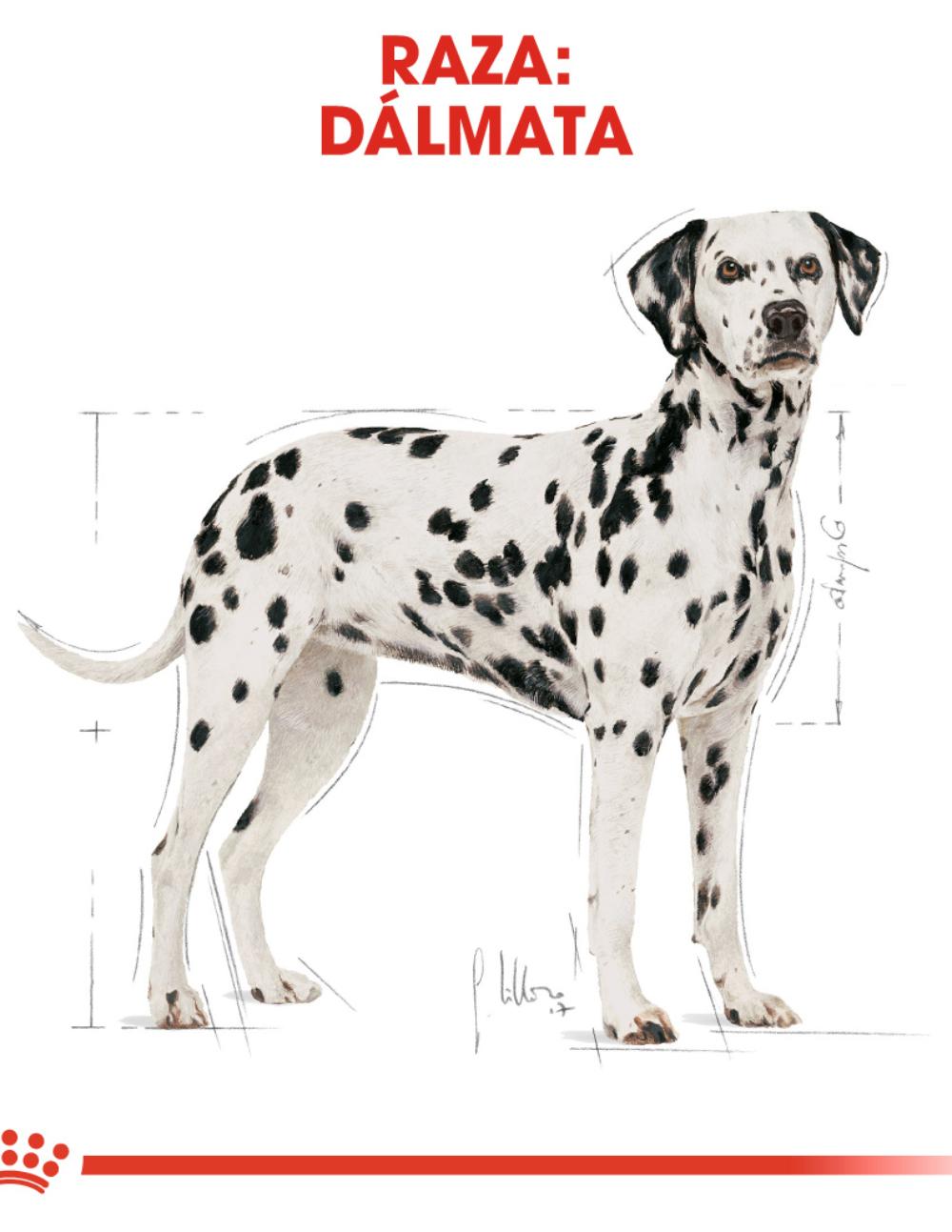 paratumascota.shop - Perros - Alimentacin - ROYAL CANIN DLMATA (12KG) - Foto 4