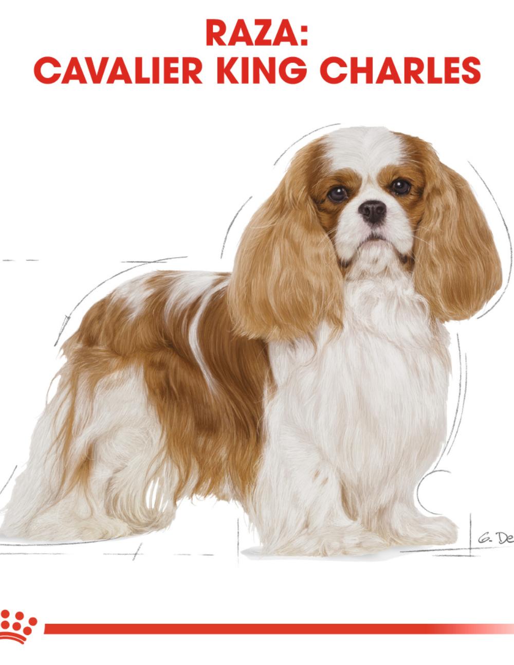 paratumascota.shop - Perros - Alimentacin - ROYAL CANIN CAVALIER KING CHARLES (3KG) - Foto 4