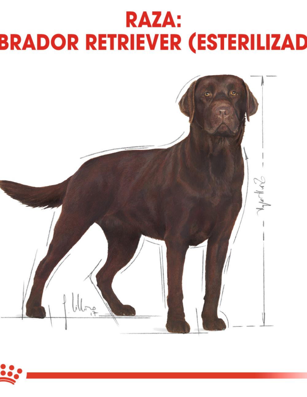 paratumascota.shop - Perros - Alimentacin - ROYAL CANIN LABRADOR RETRIEVER (ESTERILIZADO) 12KG - Foto 4