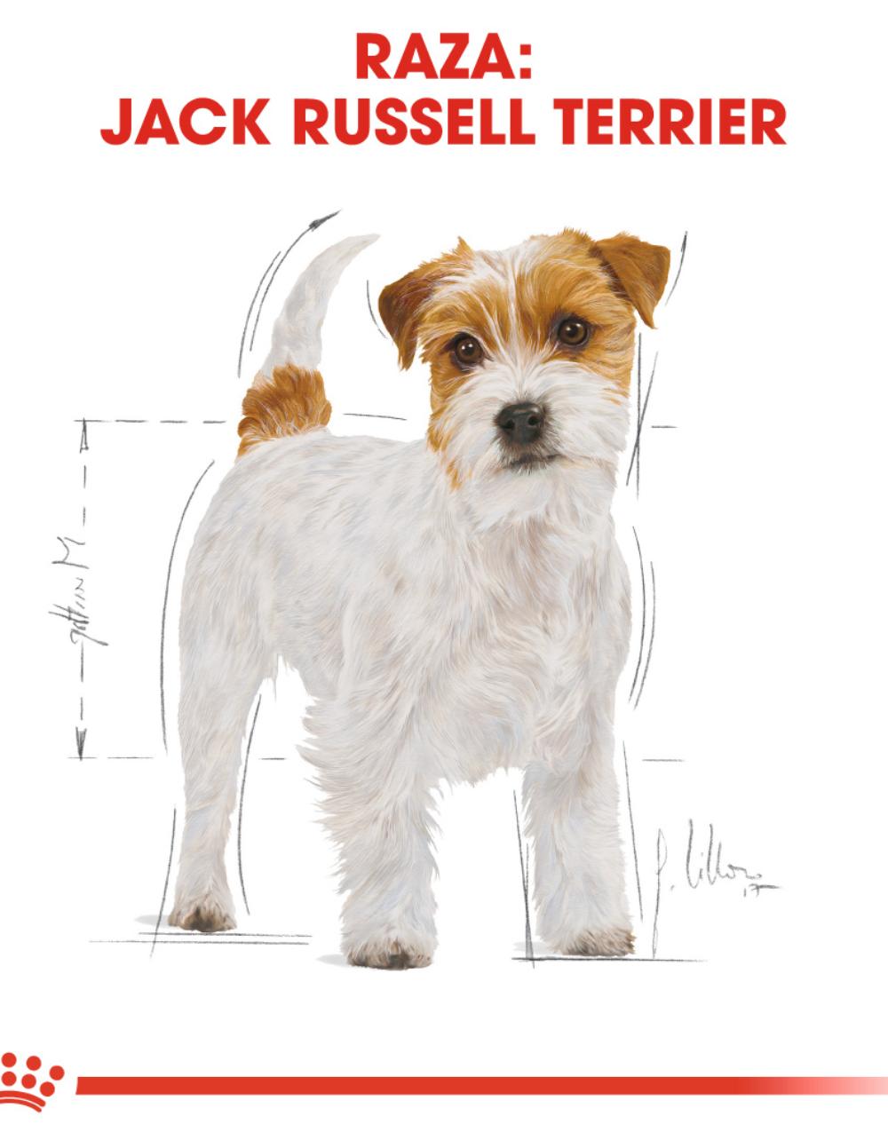 paratumascota.shop - Perros - Alimentacin - ROYAL CANIN JACK RUSSELL TERRIER - Foto 4