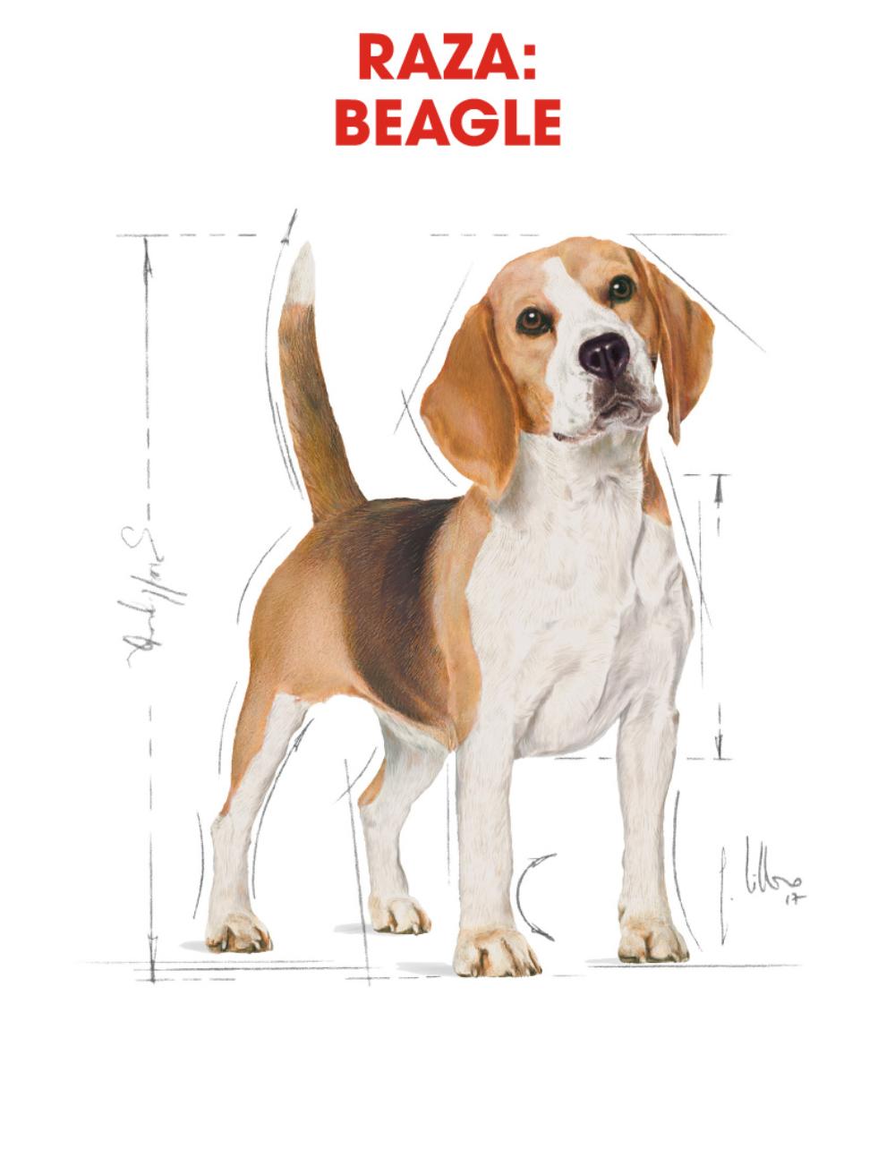 paratumascota.shop - Perros - Alimentacin - ROYAL CANIN BEAGLE - Foto 4