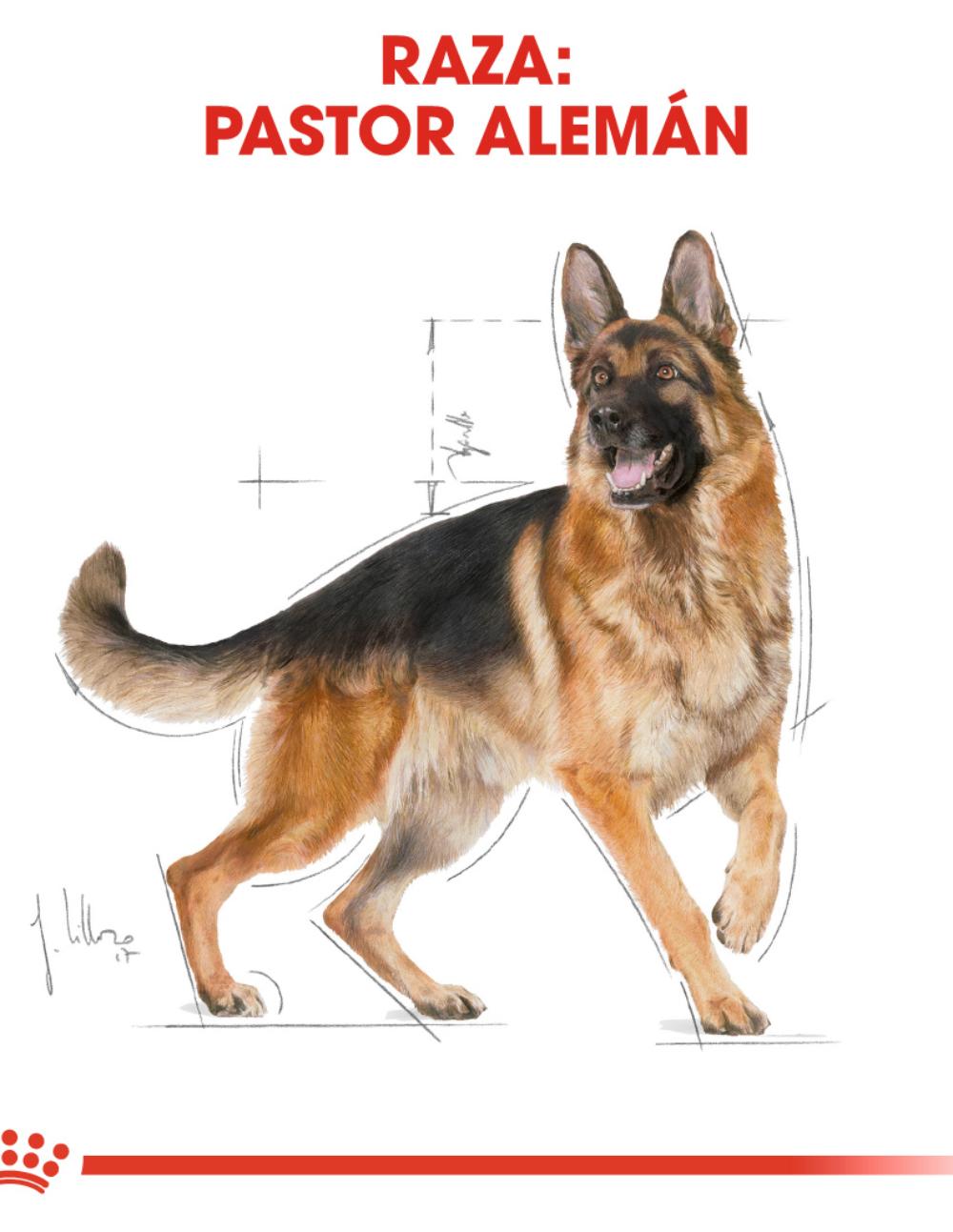 paratumascota.shop - Perros - Alimentacin - ROYAL CANIN PASTOR ALEMN 11KG - Foto 4