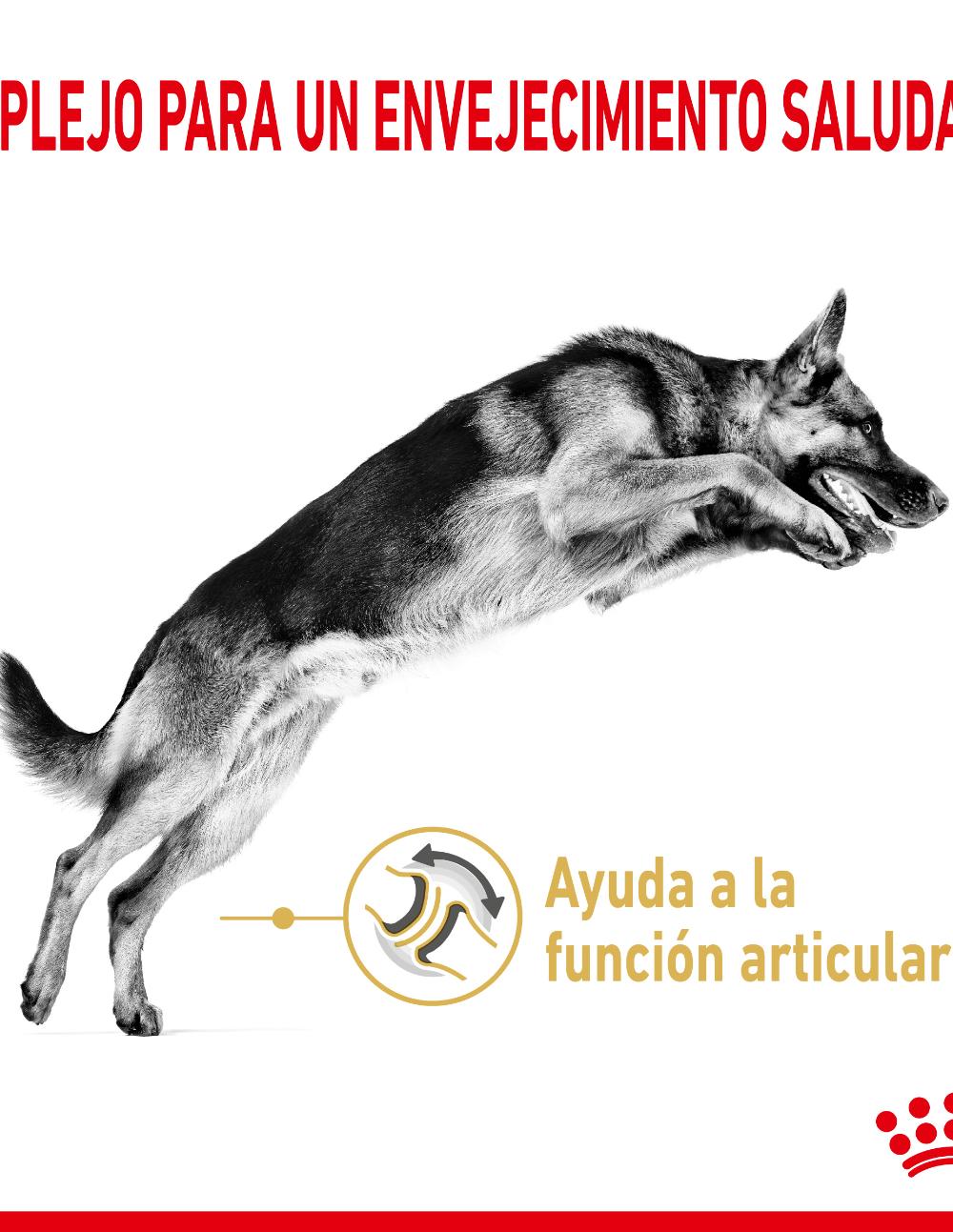 paratumascota.shop - Perros - Alimentacin - ROYAL CANIN PASTOR ALEMN +5 (12KG) - Foto 4