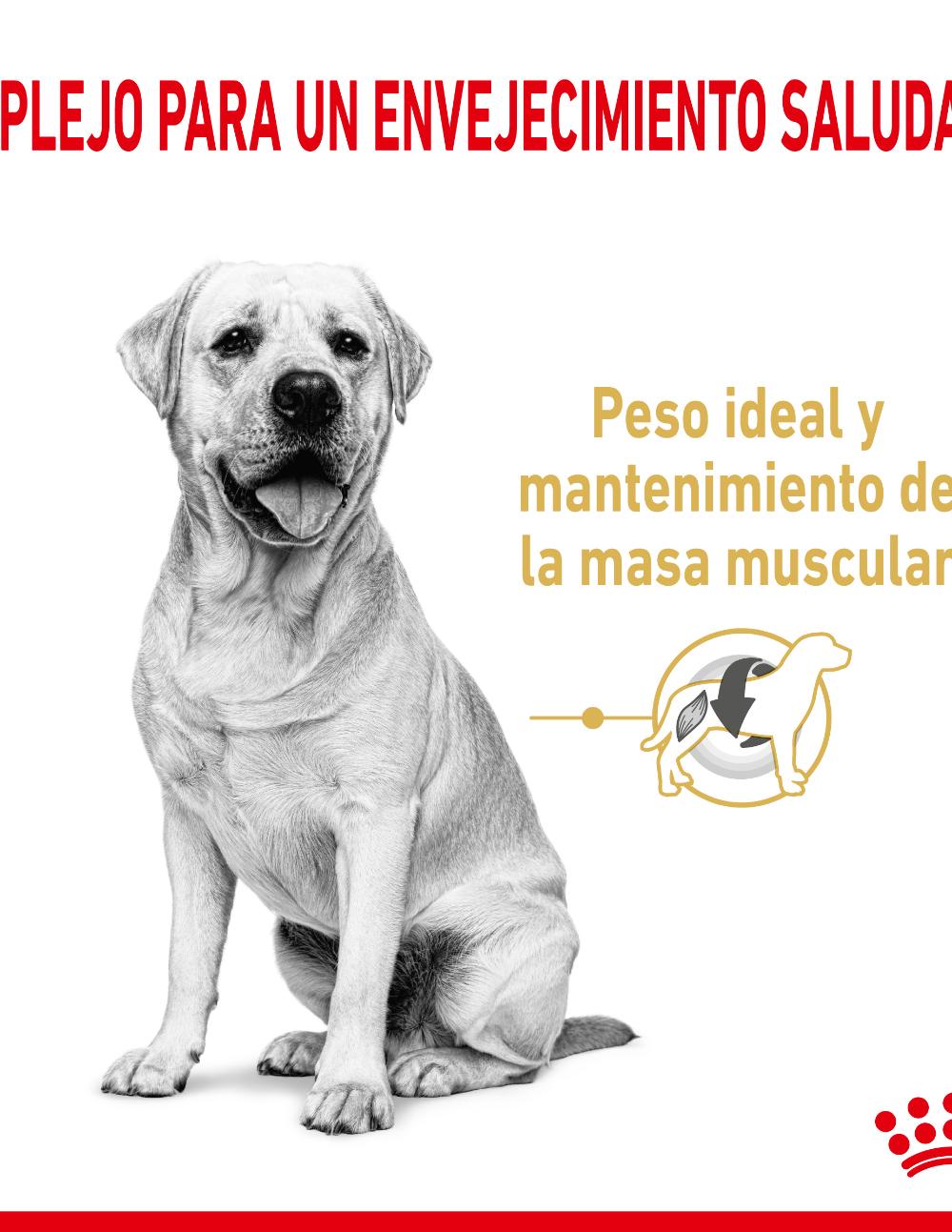 paratumascota.shop - Perros - Alimentacin - ROYAL CANIN LABRADOR RETRIEVER +5 (12KG) - Foto 3