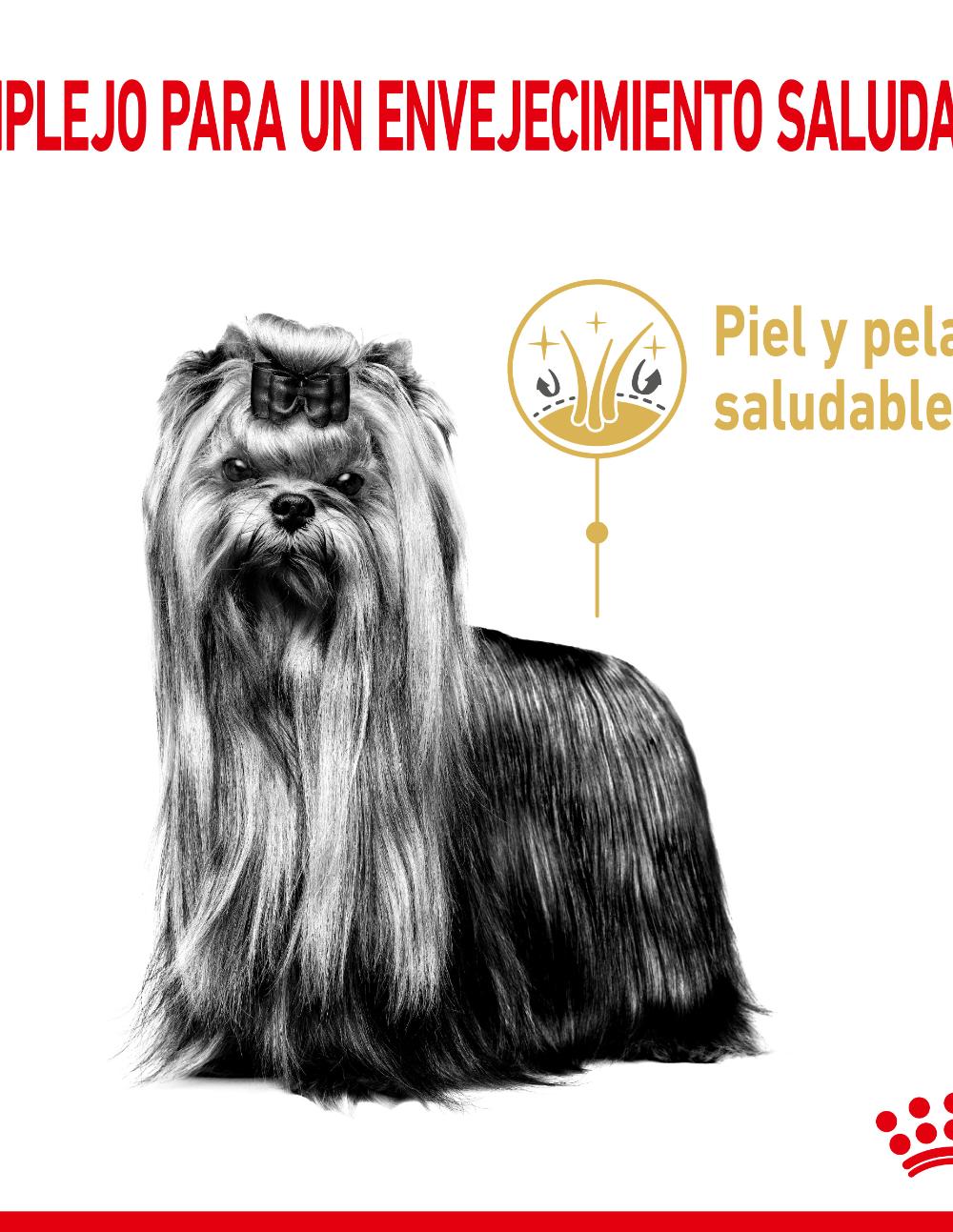 paratumascota.shop - Perros - Alimentacin - YORKSHIRE TERRIER +8 (1.5KG) - Foto 3