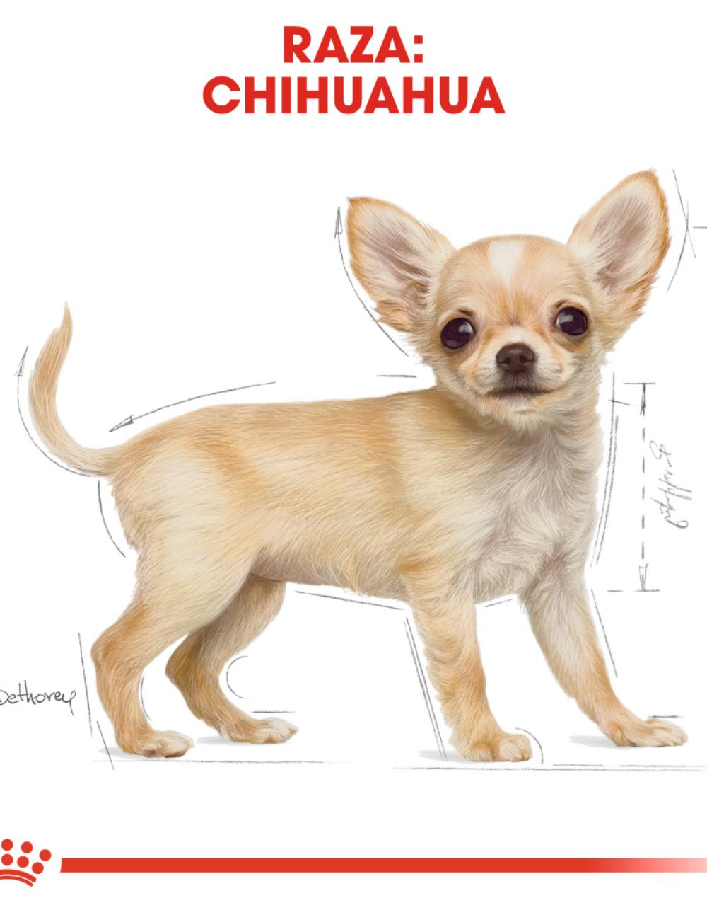 paratumascota.shop - Perros - Alimentacin - ROYAL CANIN CHIHUAHUA PUPPY (1.5KG) - Foto 4