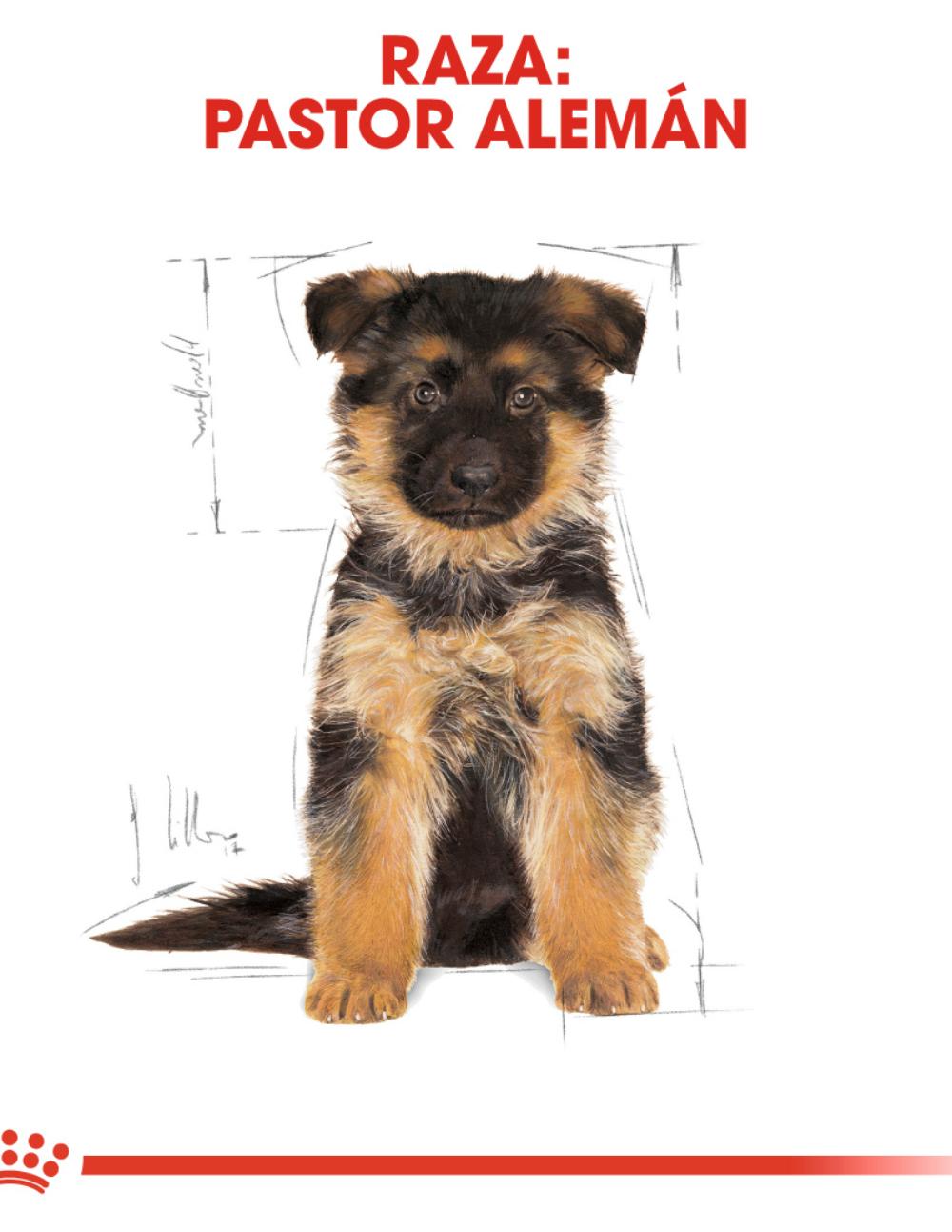 paratumascota.shop - Perros - Alimentacin - ROYAL CANIN PASTOR ALEMAN JUNIOR (12KG) - Foto 4