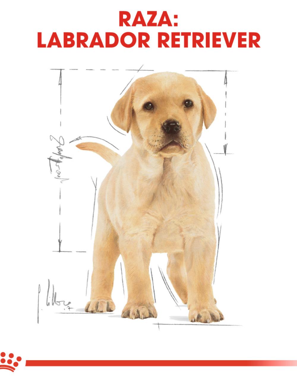 paratumascota.shop - Perros - Alimentacin - ROYAL CANIN LABRADOR RETRIEVER JUNIOR - Foto 4