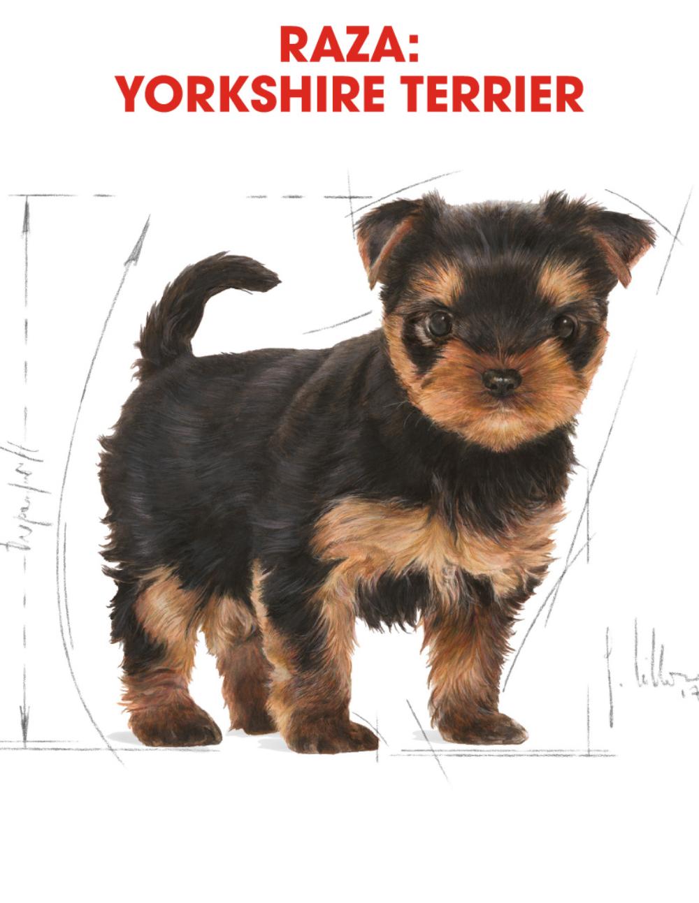 paratumascota.shop - Perros - Alimentacin - ROYAL CANIN YORKSHIRE TERRIER PUPPY - Foto 4