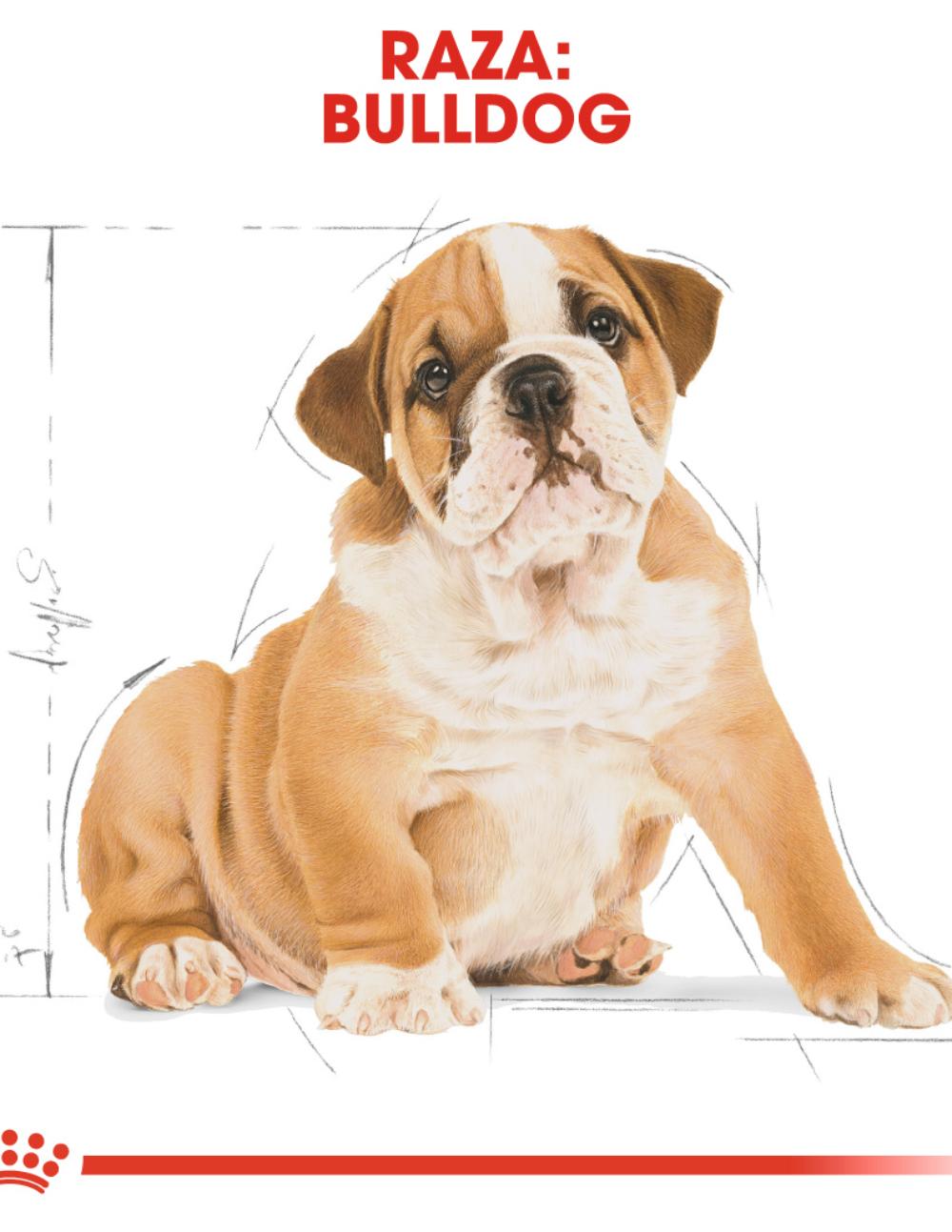 paratumascota.shop - Perros - Alimentacin - ROYAL CANIN BULLDOG PUPPY (12KG) - Foto 4