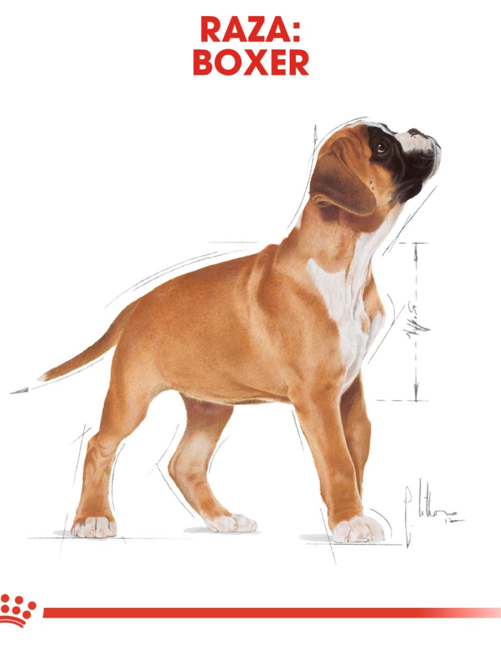 paratumascota.shop - Perros - Alimentacin - ROYAL CANIN BOXER PUPPY (12KG) - Foto 4