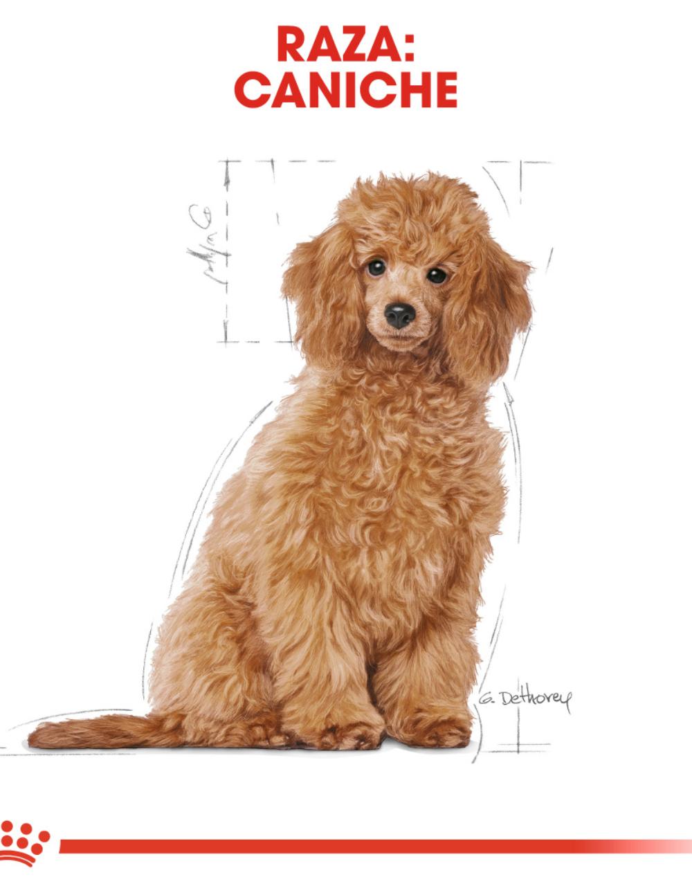 paratumascota.shop - Perros - Alimentacin - ROYAL CANIN CANICHE PUPPY (7,5KG) - Foto 4