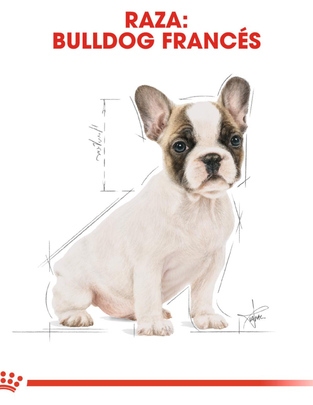 paratumascota.shop - Perros - Alimentacin - ROYAL CANIN BULLDOG FRANCS PUPPY - Foto 4