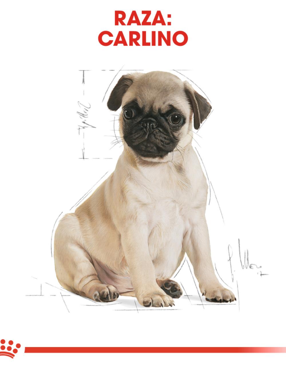 paratumascota.shop - Perros - Alimentacin - ROYAL CANIN CARLINO PUPPY (1,5KG) - Foto 4