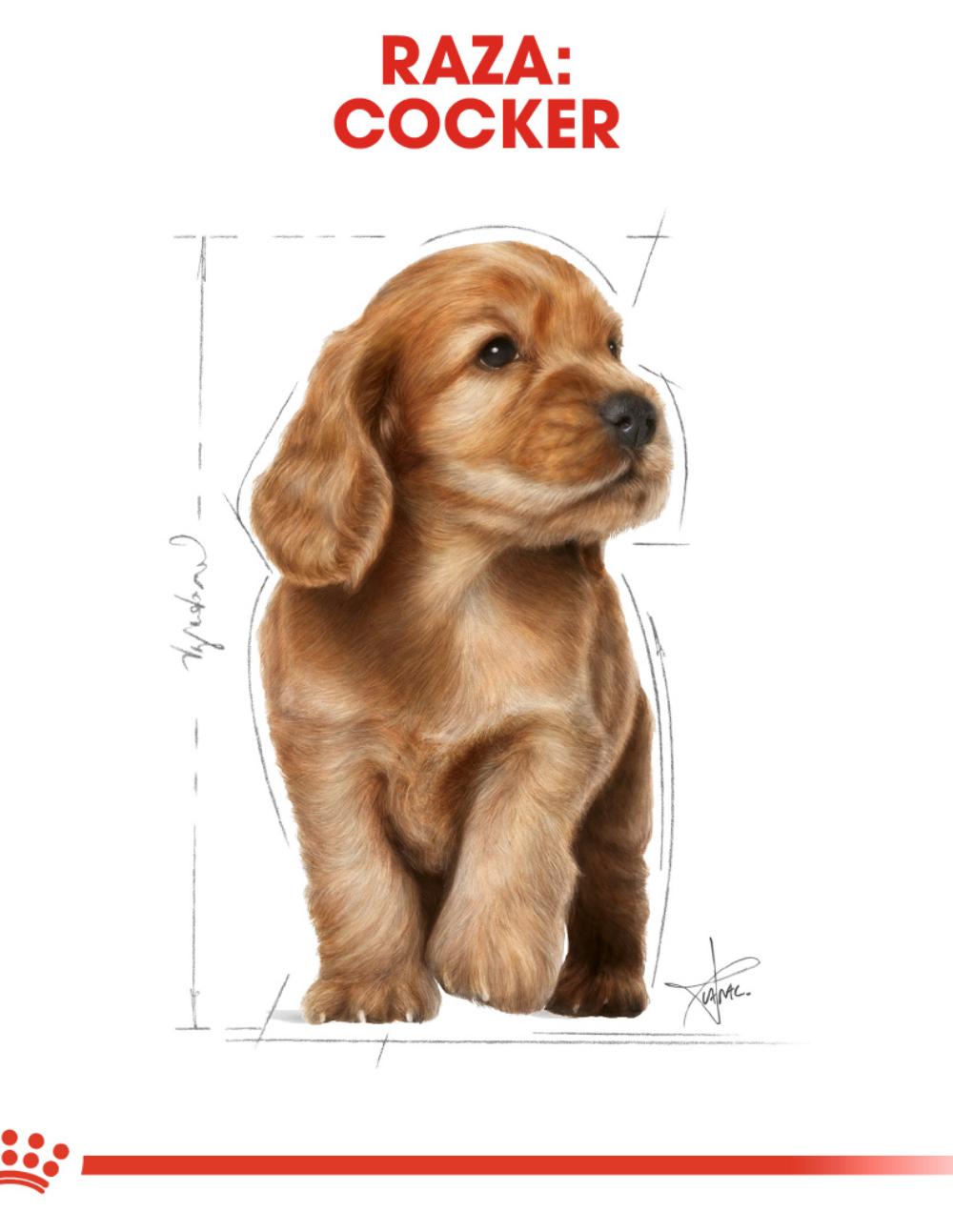 paratumascota.shop - Perros - Alimentacin - ROYAL CANIN COCKER PUPPY (3KG) - Foto 4