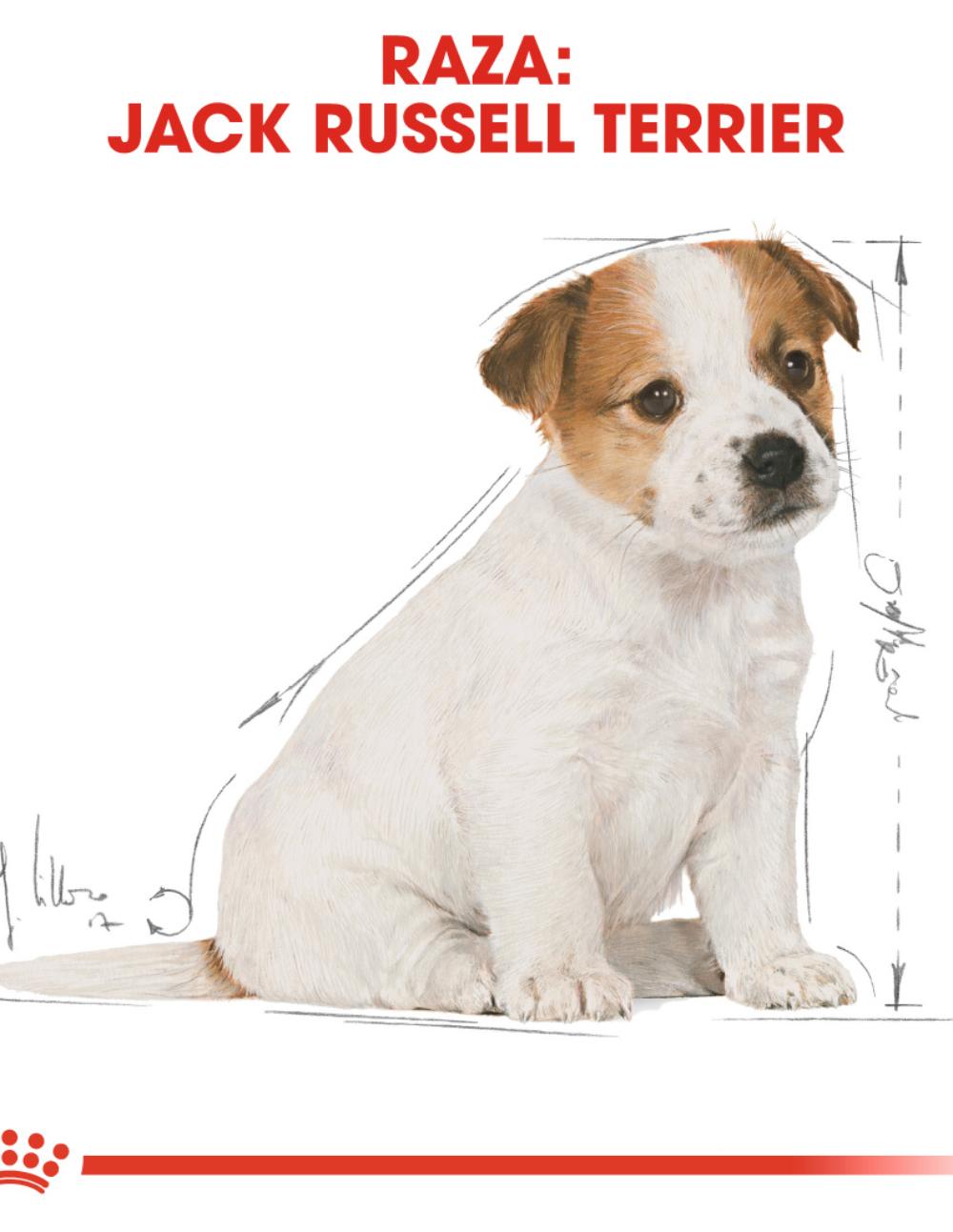 paratumascota.shop - Perros - Alimentacin - ROYAL CANIN JACK RUSSEL TERRIER PUPPY (3KG) - Foto 4