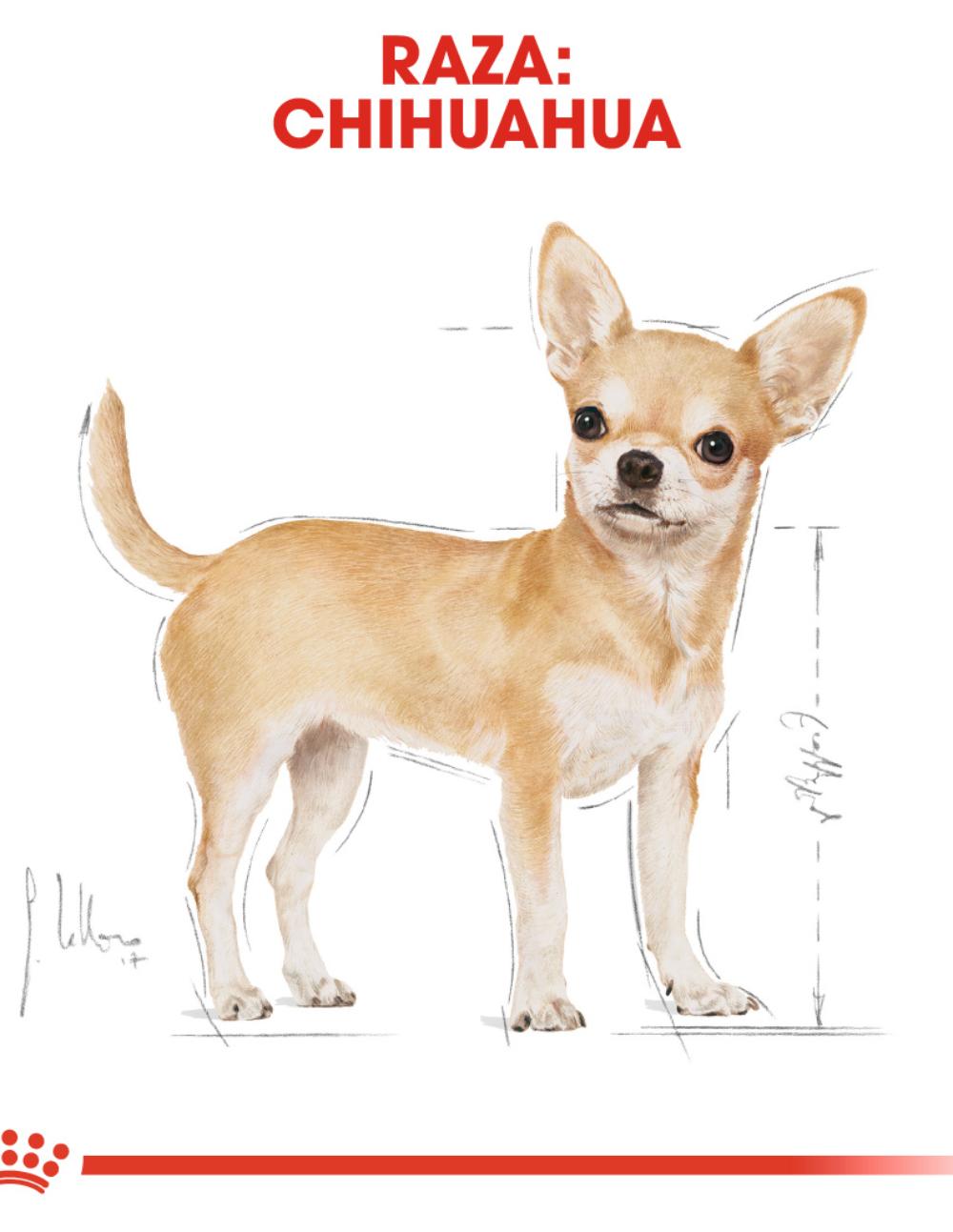 paratumascota.shop - Perros - Alimentacin - ROYAL CANIN CHIHUAHUA PAT - Foto 4