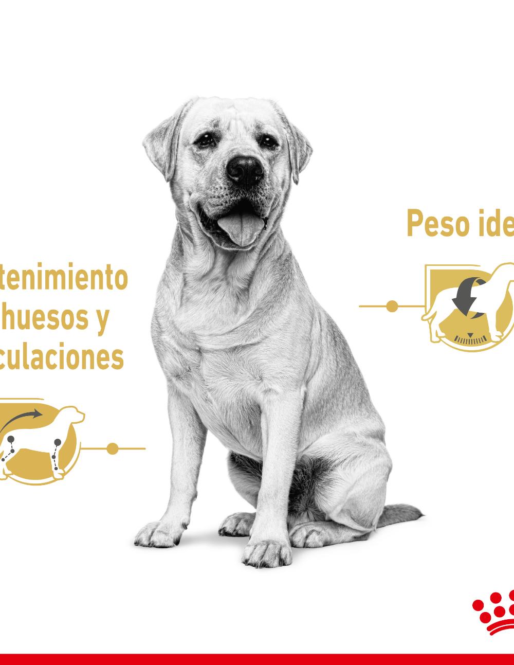 paratumascota.shop - Perros - Alimentacin - ROYAL CANIN LABRADOR COMIDA EN SALSA - Foto 3