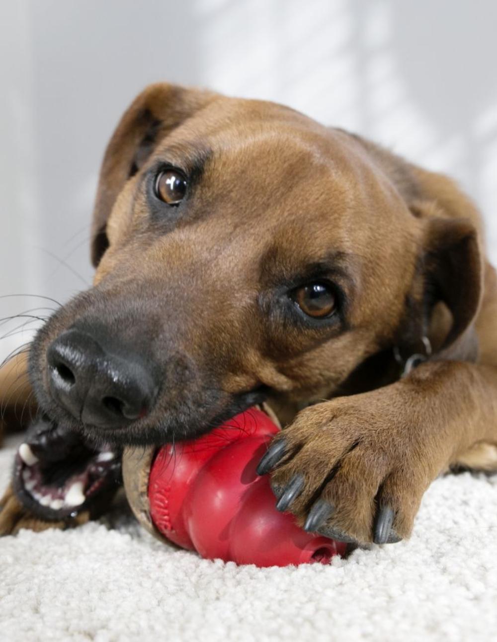 paratumascota.shop - Perros - Juguetes - KONG MARATHON - Foto 3