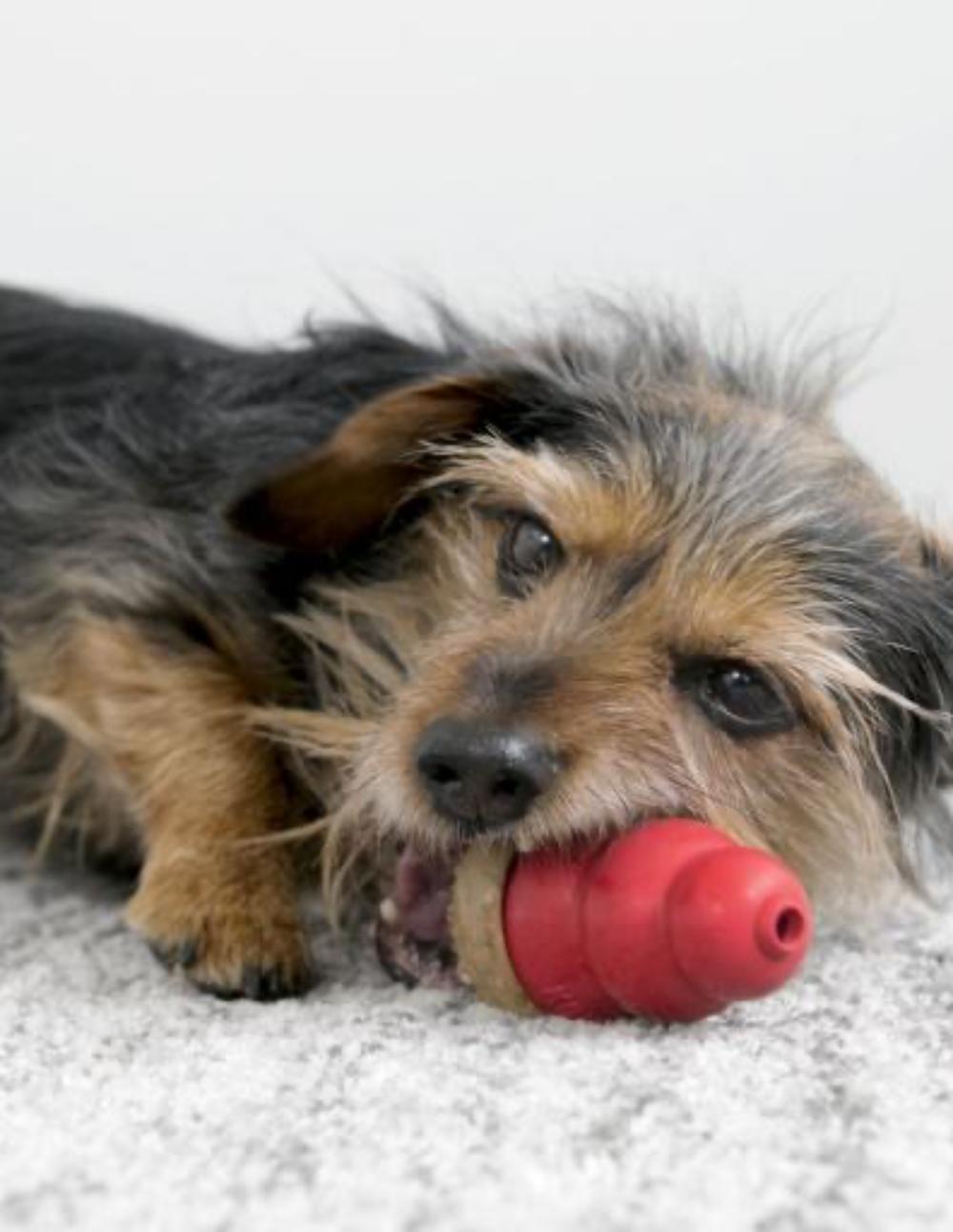 paratumascota.shop - Perros - Chuches - KONG Snack para Mordedor de Crema de Cacahuete - Foto 3