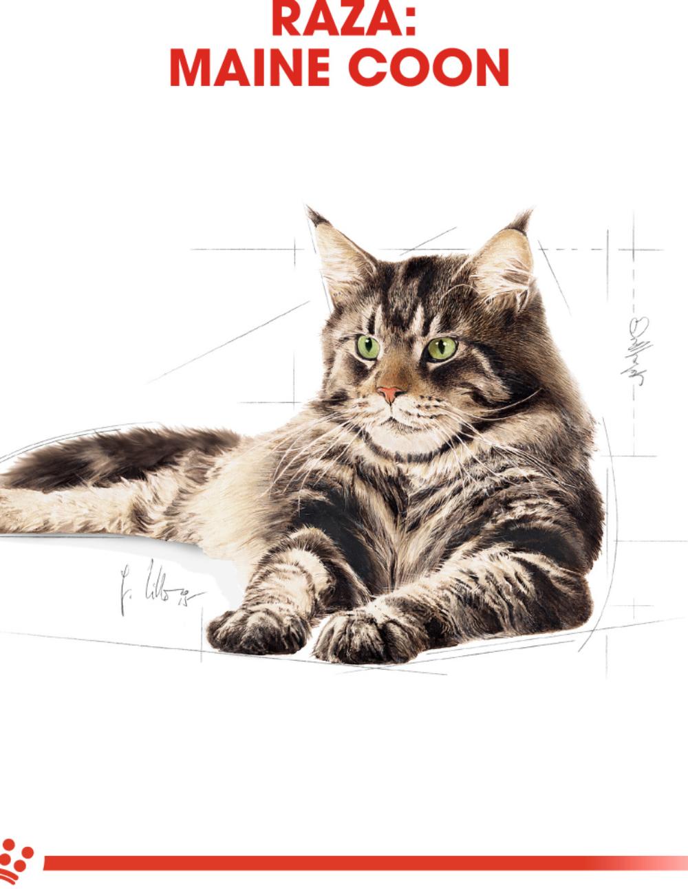 paratumascota.shop - Gatos - Alimentacin - ROYAL CANIN MAINE COON ADULT - Foto 4