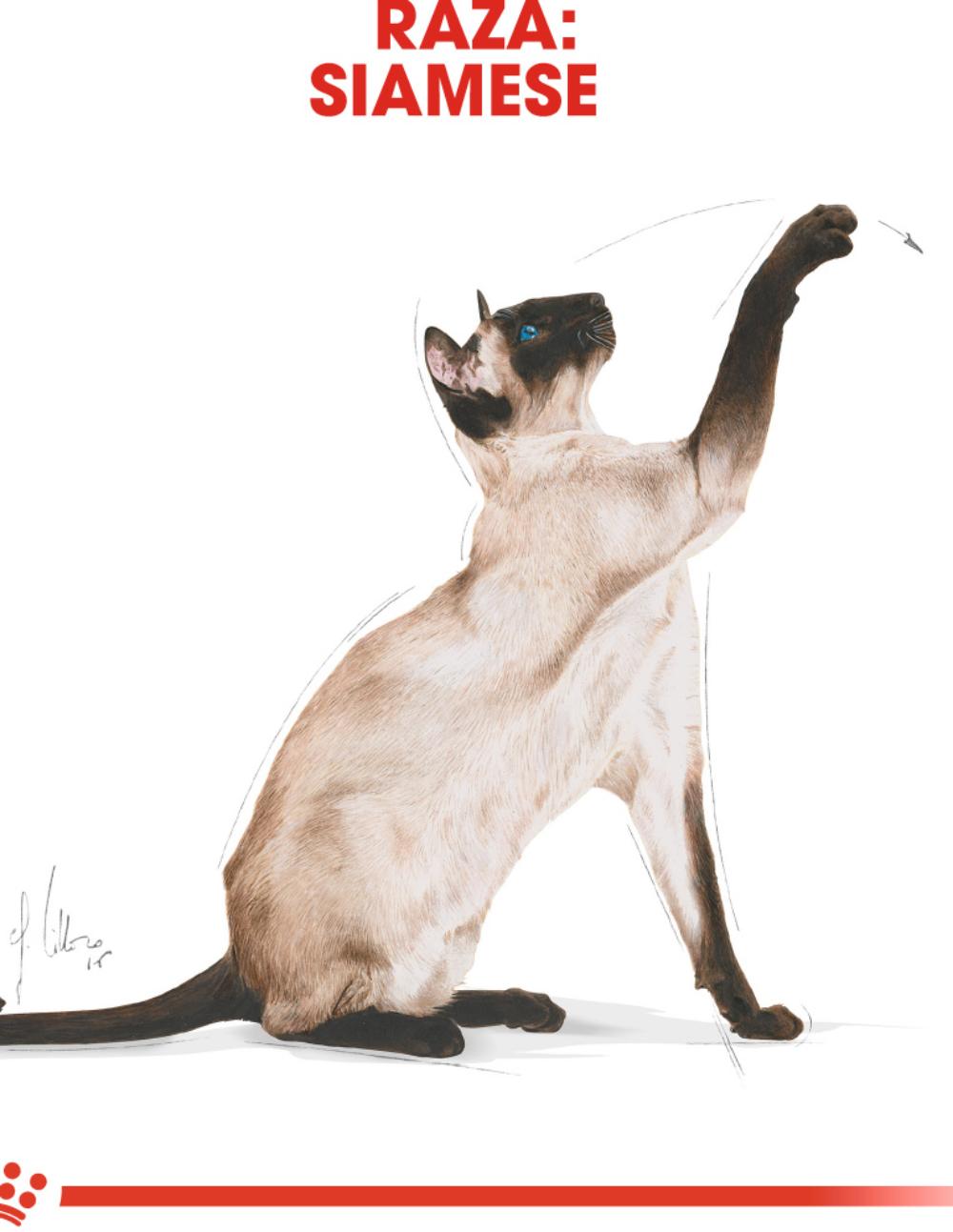 paratumascota.shop - Gatos - Alimentacin - ROYAL CANIN SIAMESE - Foto 3