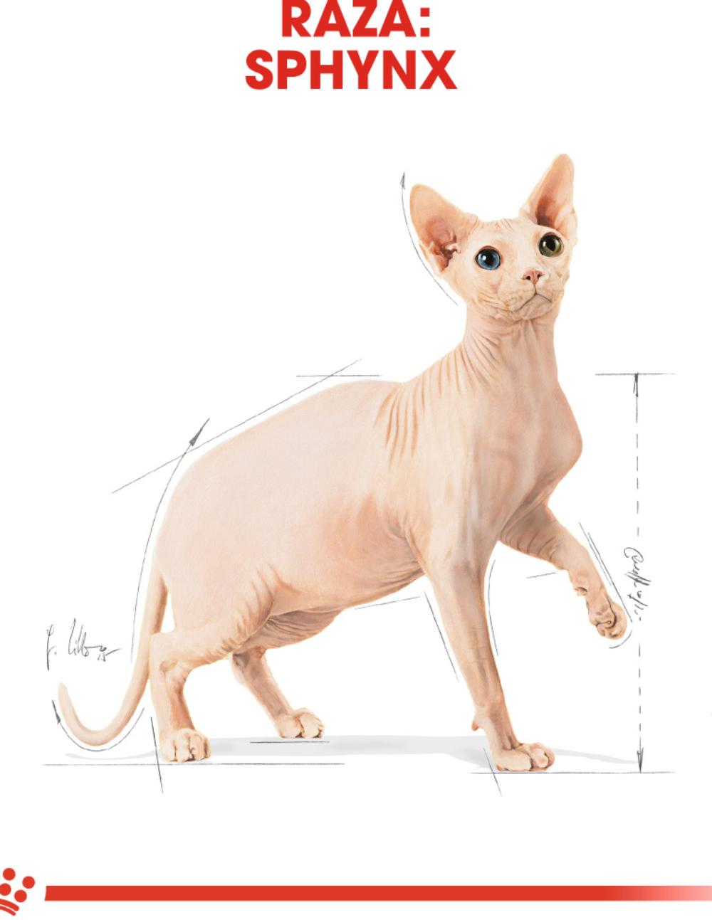 paratumascota.shop - Gatos - Alimentacin - ROYAL CANIN SPHYNX - Foto 4