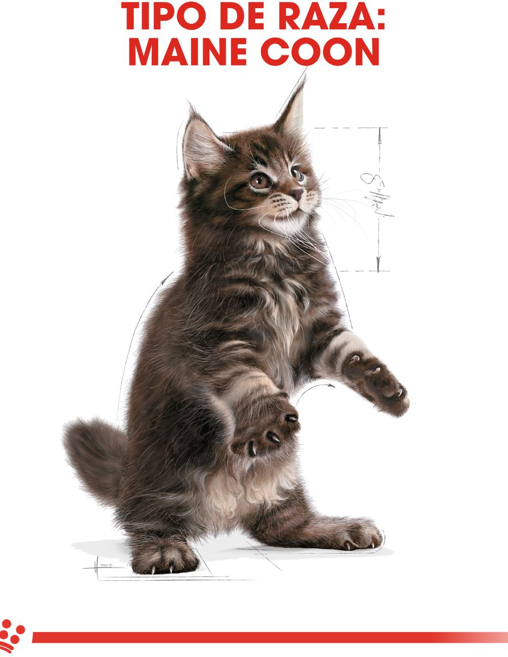 paratumascota.shop - Gatos - Alimentacin - MAINE COON KITTEN - Foto 3