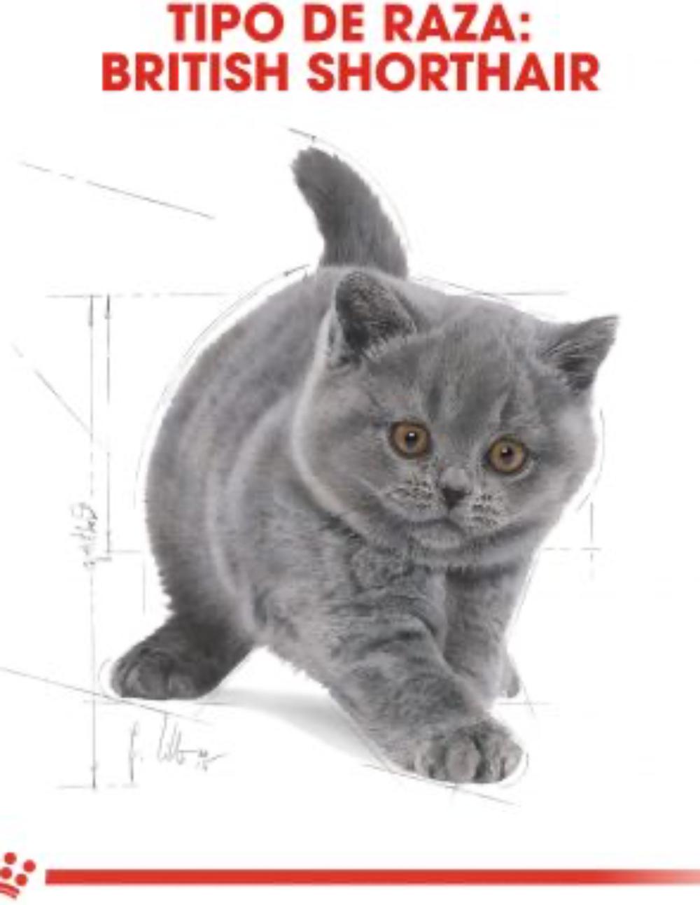 paratumascota.shop - Gatos - Alimentacin - BRITISH KITTEN SHORTHAIR - Foto 3