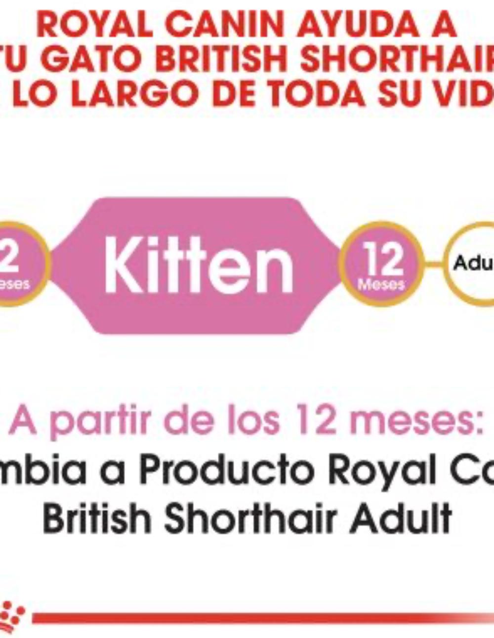 paratumascota.shop - Gatos - Alimentacin - BRITISH KITTEN SHORTHAIR - Foto 4