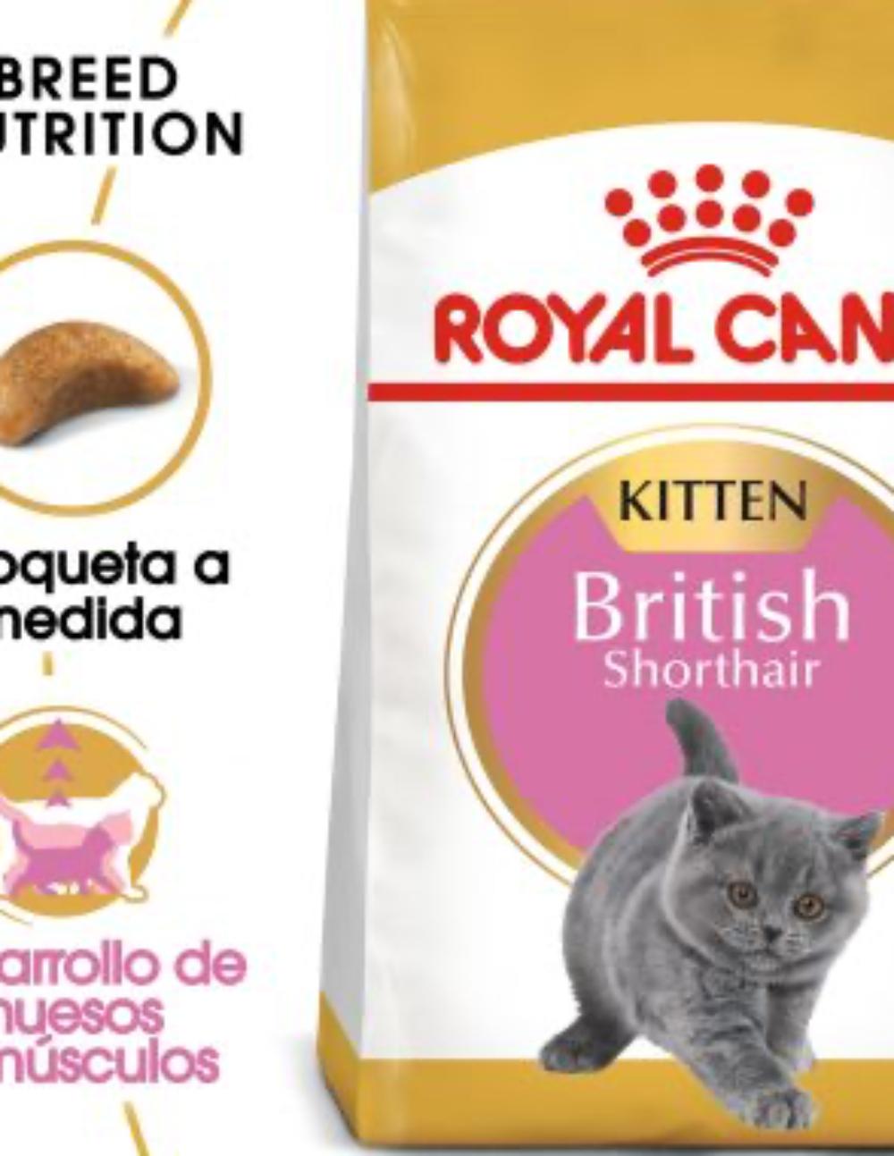 paratumascota.shop - Gatos - Alimentacin - BRITISH KITTEN SHORTHAIR - Foto 2