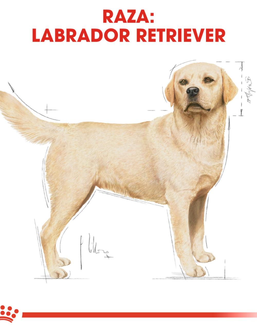 paratumascota.shop - Perros - Alimentacin - ROYAL CANIN LABRADOR RETRIEVER - Foto 4