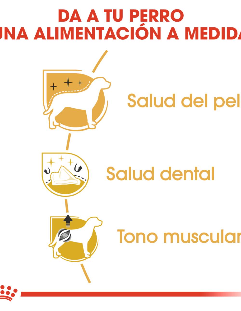 paratumascota.shop - Perros - Alimentacin - ROYAL CANIN CANICHE - Foto 3