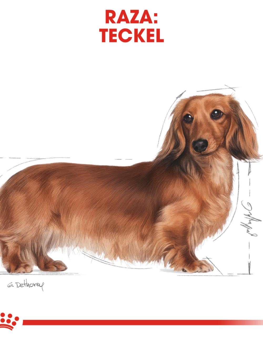 paratumascota.shop - Perros - Alimentacin - ROYAL CANIN TECKEL - Foto 4