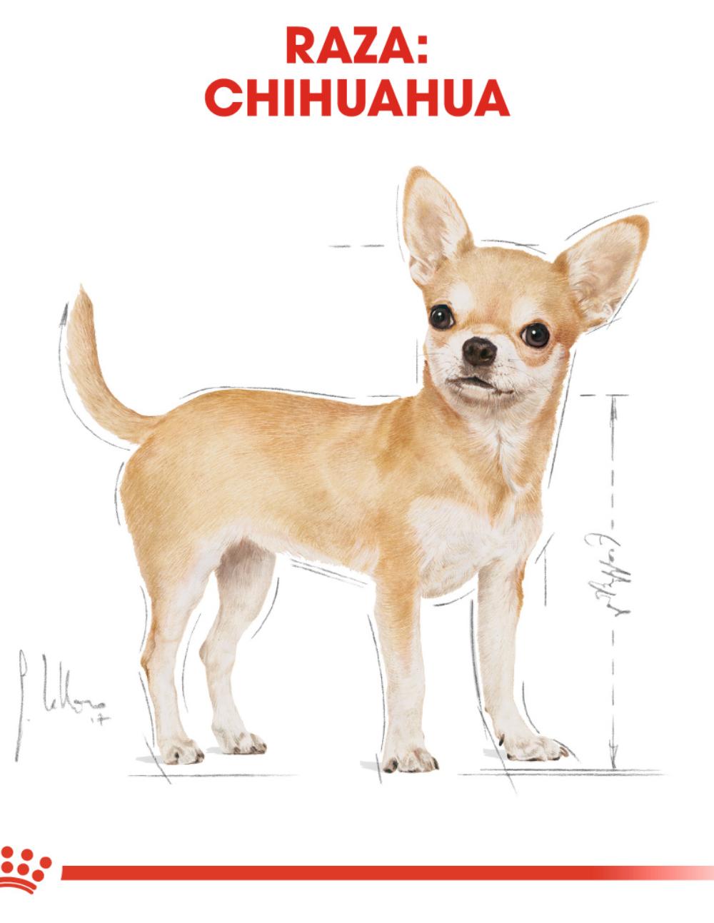 paratumascota.shop - Perros - Alimentacin - ROYAL CANIN CHIHUAHUA - Foto 4