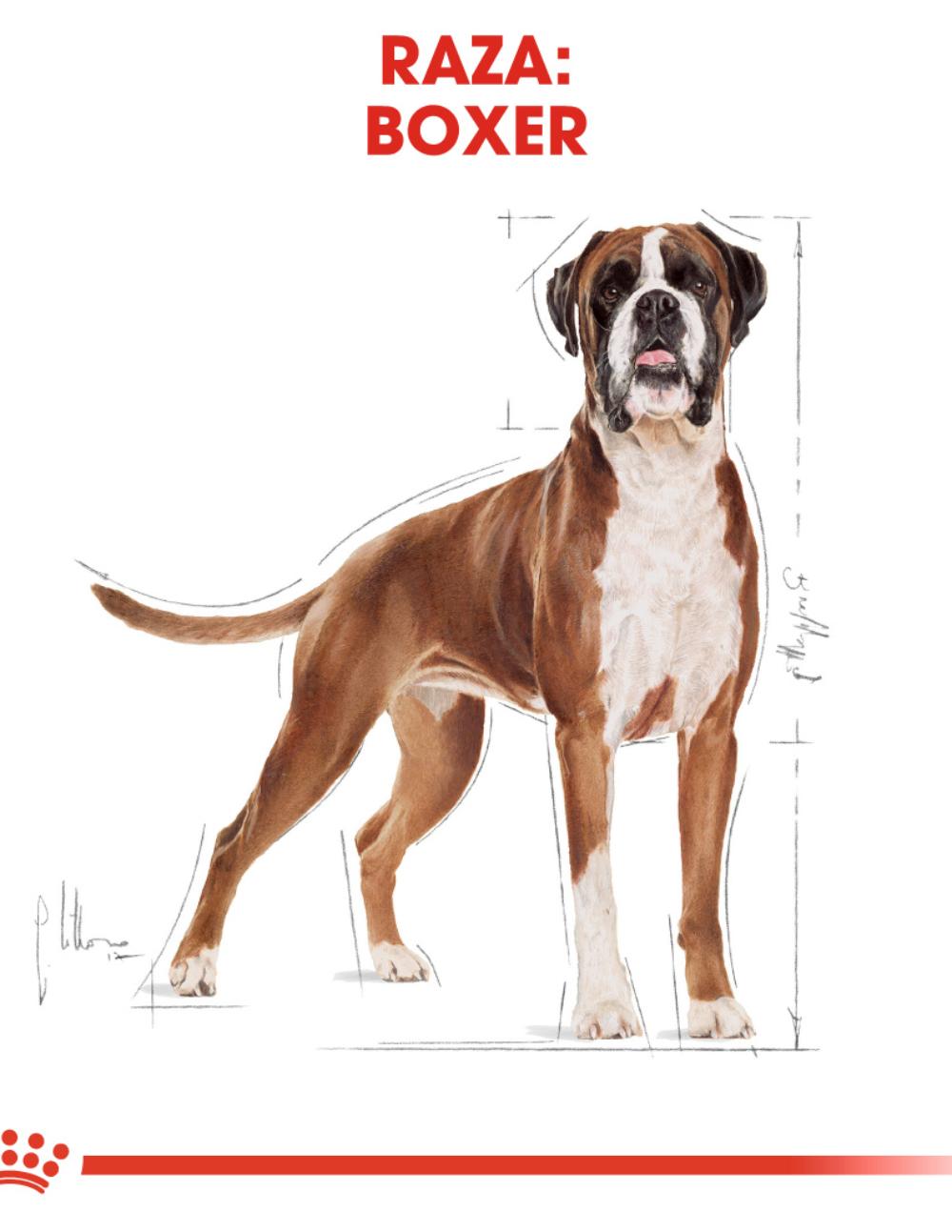 paratumascota.shop - Perros - Alimentacin - ROYAL CANIN BOXER (12KG) - Foto 4