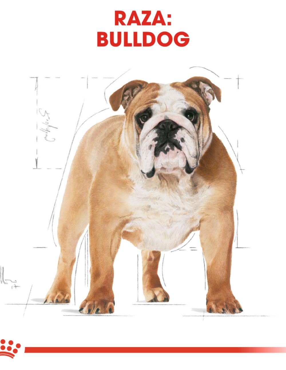 paratumascota.shop - Perros - Alimentacin - ROYAL CANIN BULLDOG (12KG) - Foto 4