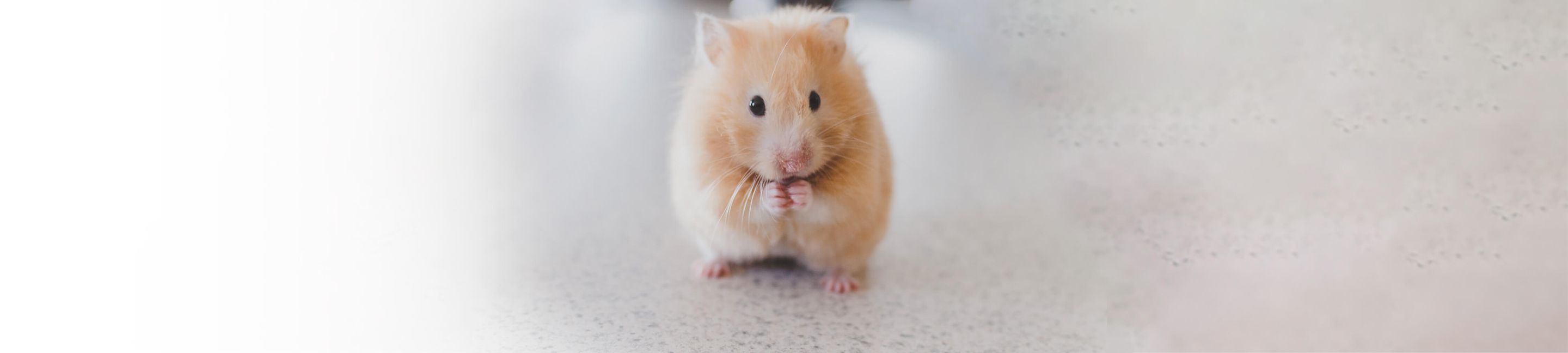 Hamster sentado en sus patas traseras comiendo