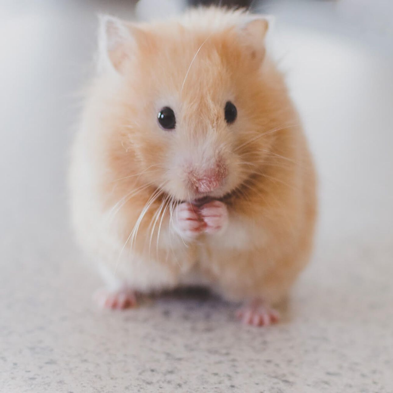 Hamster sentado en sus patas traseras comiendo